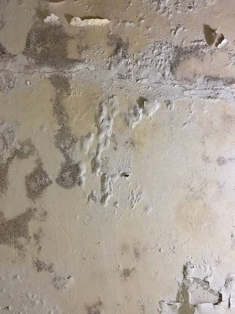 Best Black Mold Remediation in Winder, GA