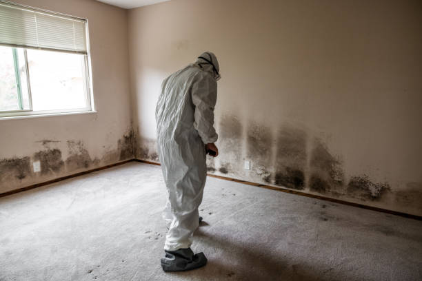 Best DIY Mold Remediation Support Services in Winder, GA
